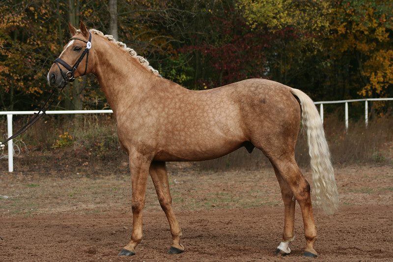 Kinsky Horse